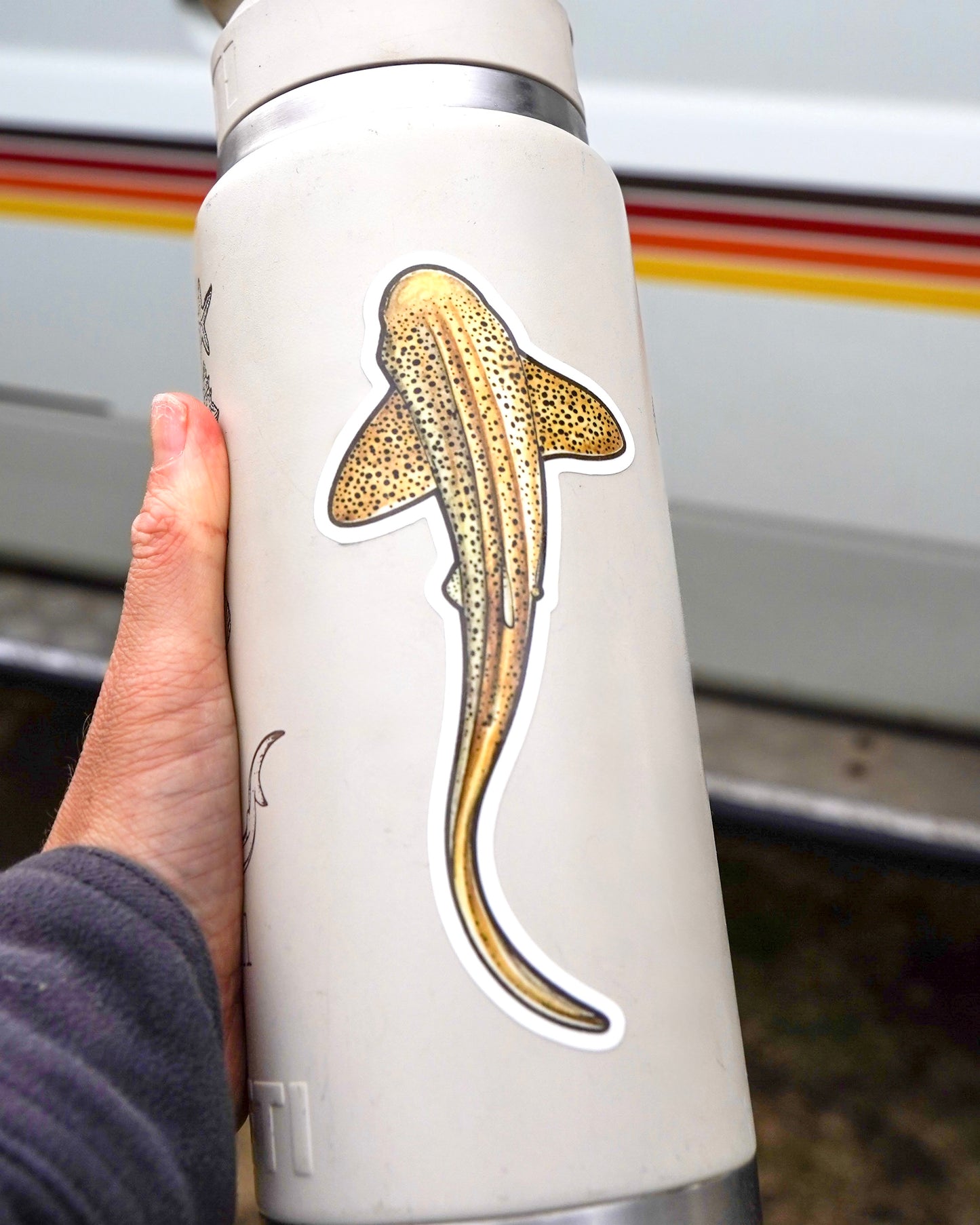 Leopard Shark sticker