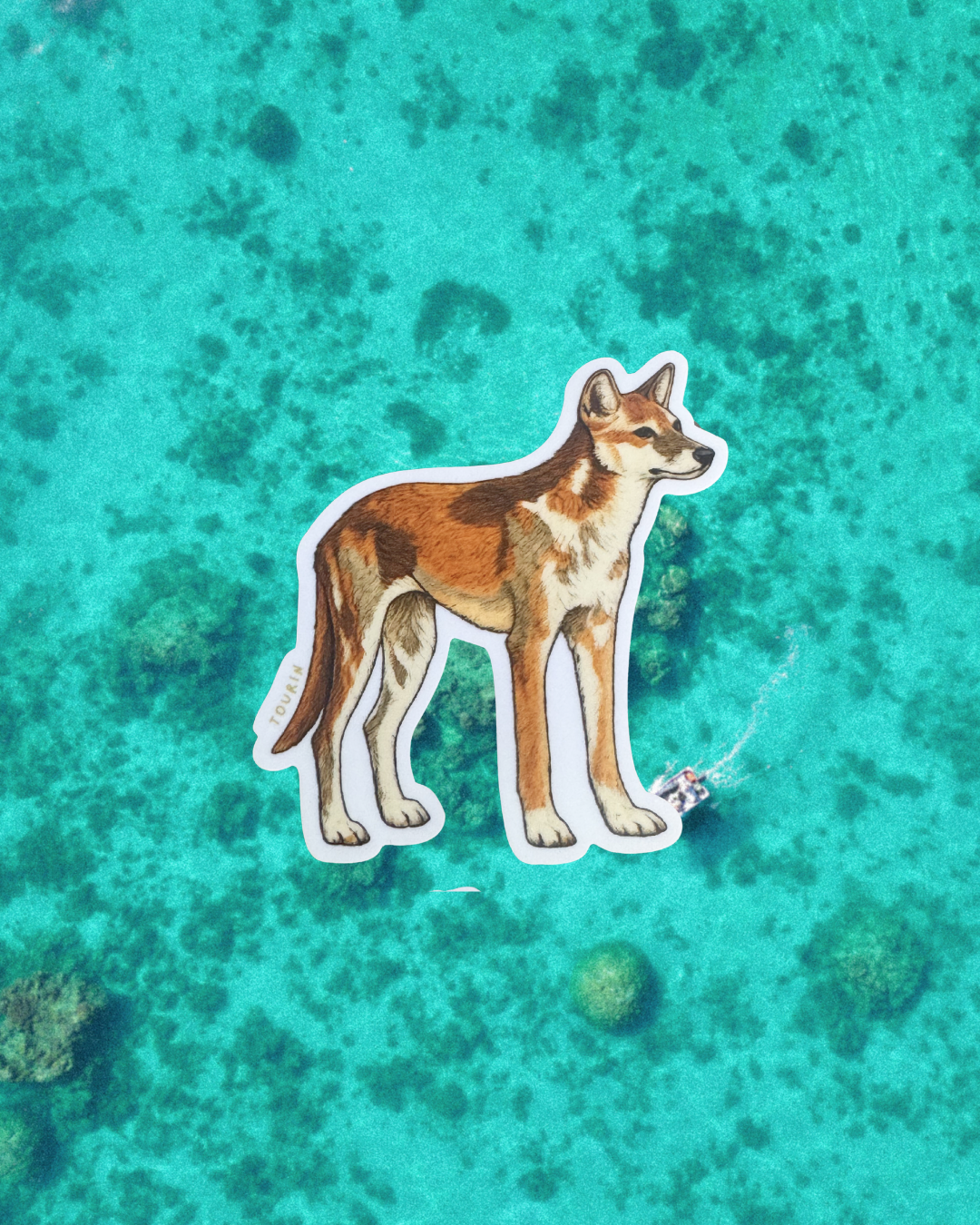 Dingo Sticker