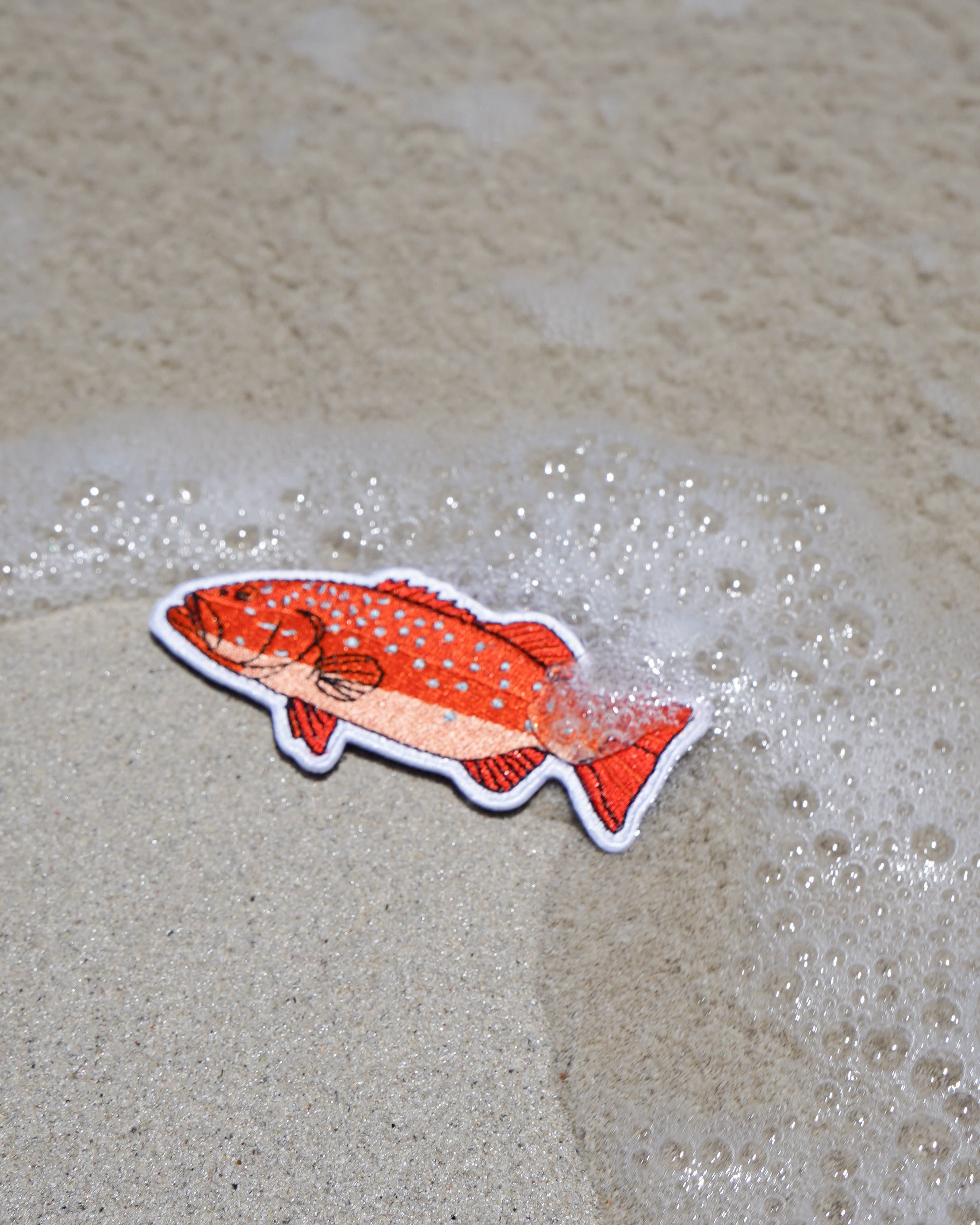 Coral Trout Patch