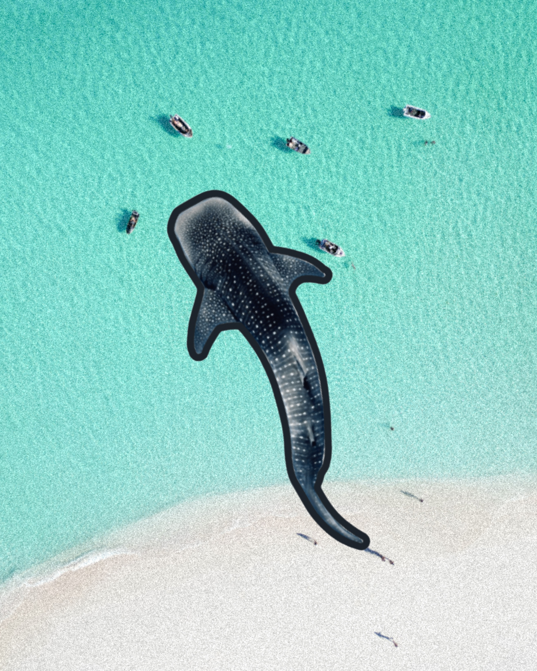 Whale shark patch