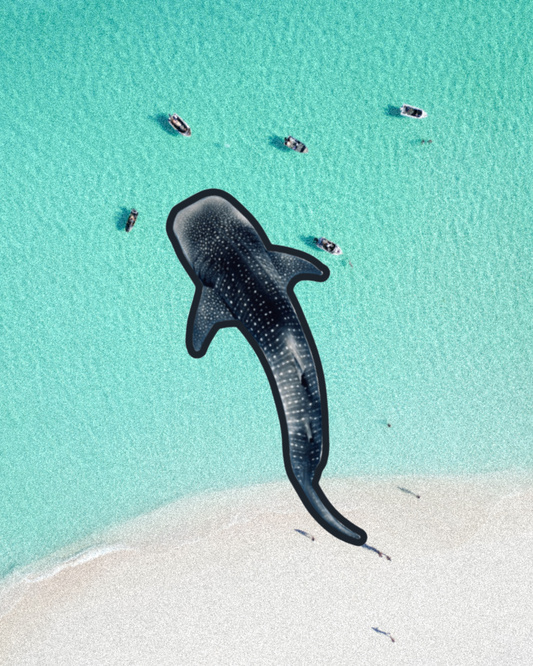 Whale shark patch