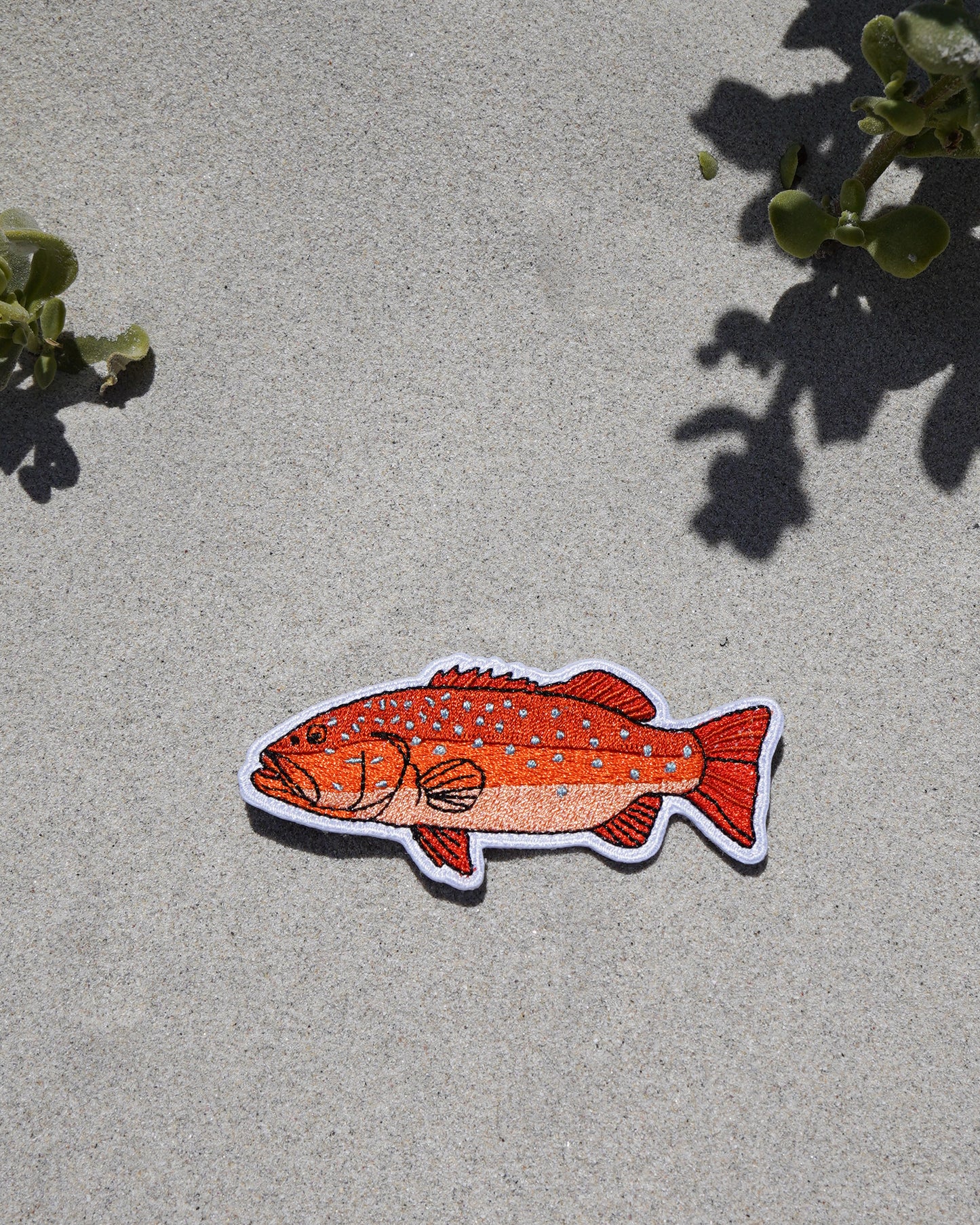 Coral Trout Patch