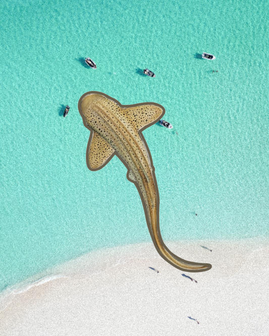 Leopard Shark Patch