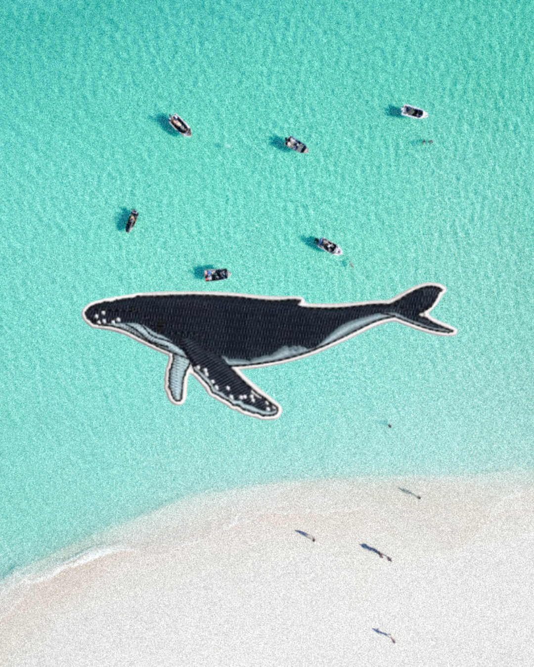 Humpback Whale Patch
