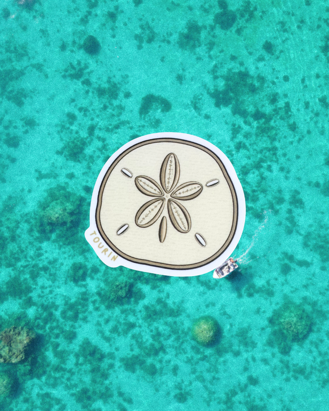 Sand Dollar Sticker