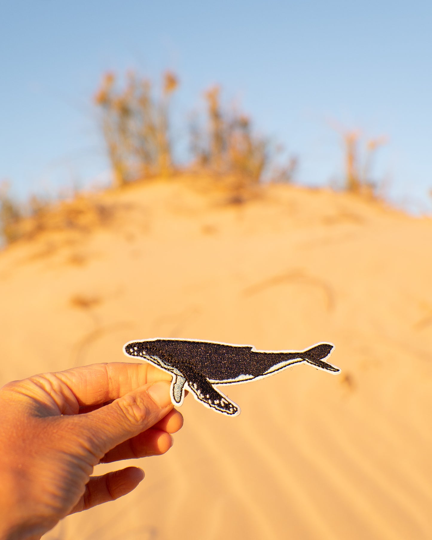 Humpback Whale Patch