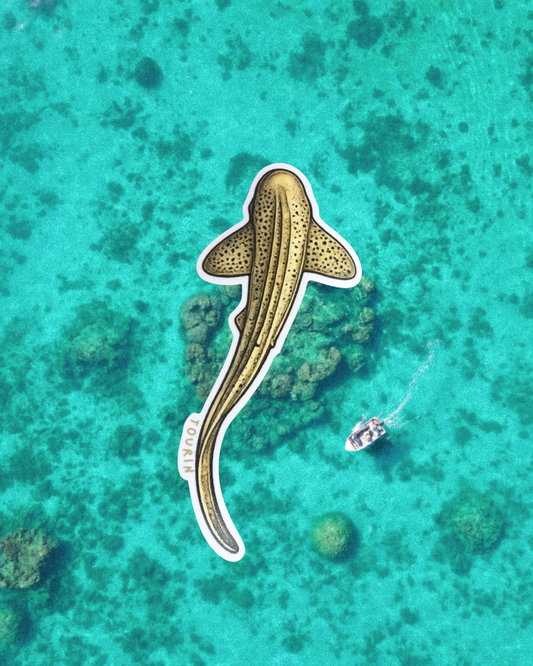 Leopard Shark sticker