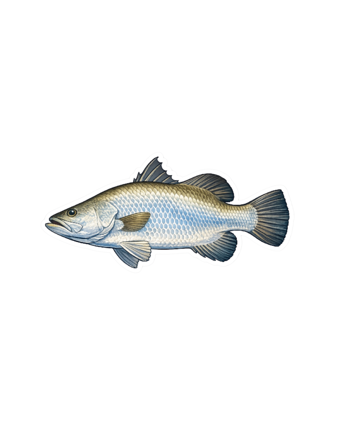 Barramundi Patch