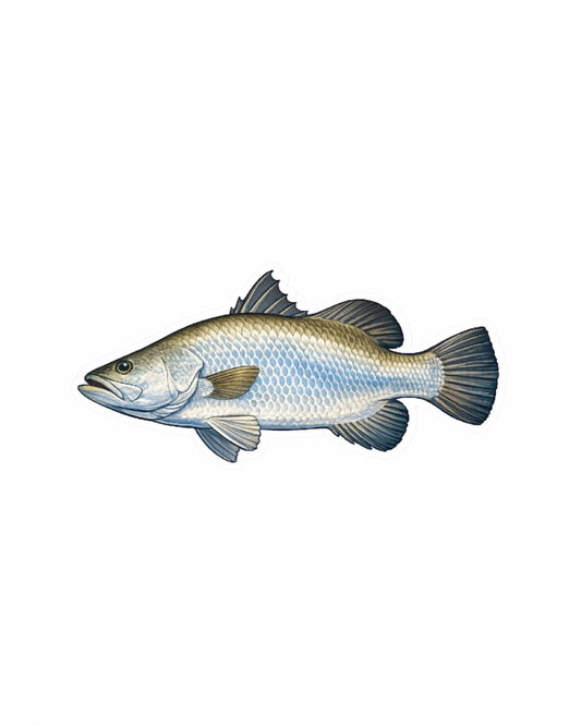 Barramundi Patch